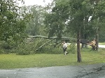 Storm damage fallen trees